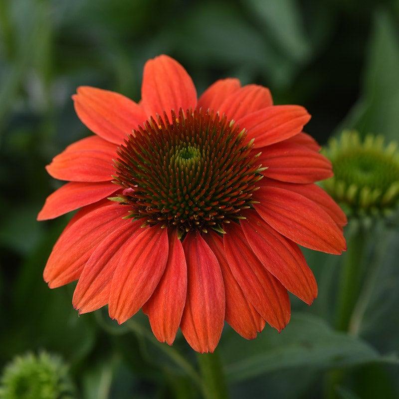 Echinacea X Purpurea Sombrero Poco Hot Coral - View 16 from www redcrocus com