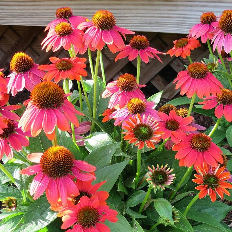 Echinacea X Purpurea Sombrero Poco Hot Coral - View 17 from www redcrocus com