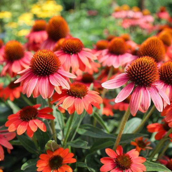 Echinacea X Purpurea Sombrero Poco Hot Coral - View 18 from www redcrocus com