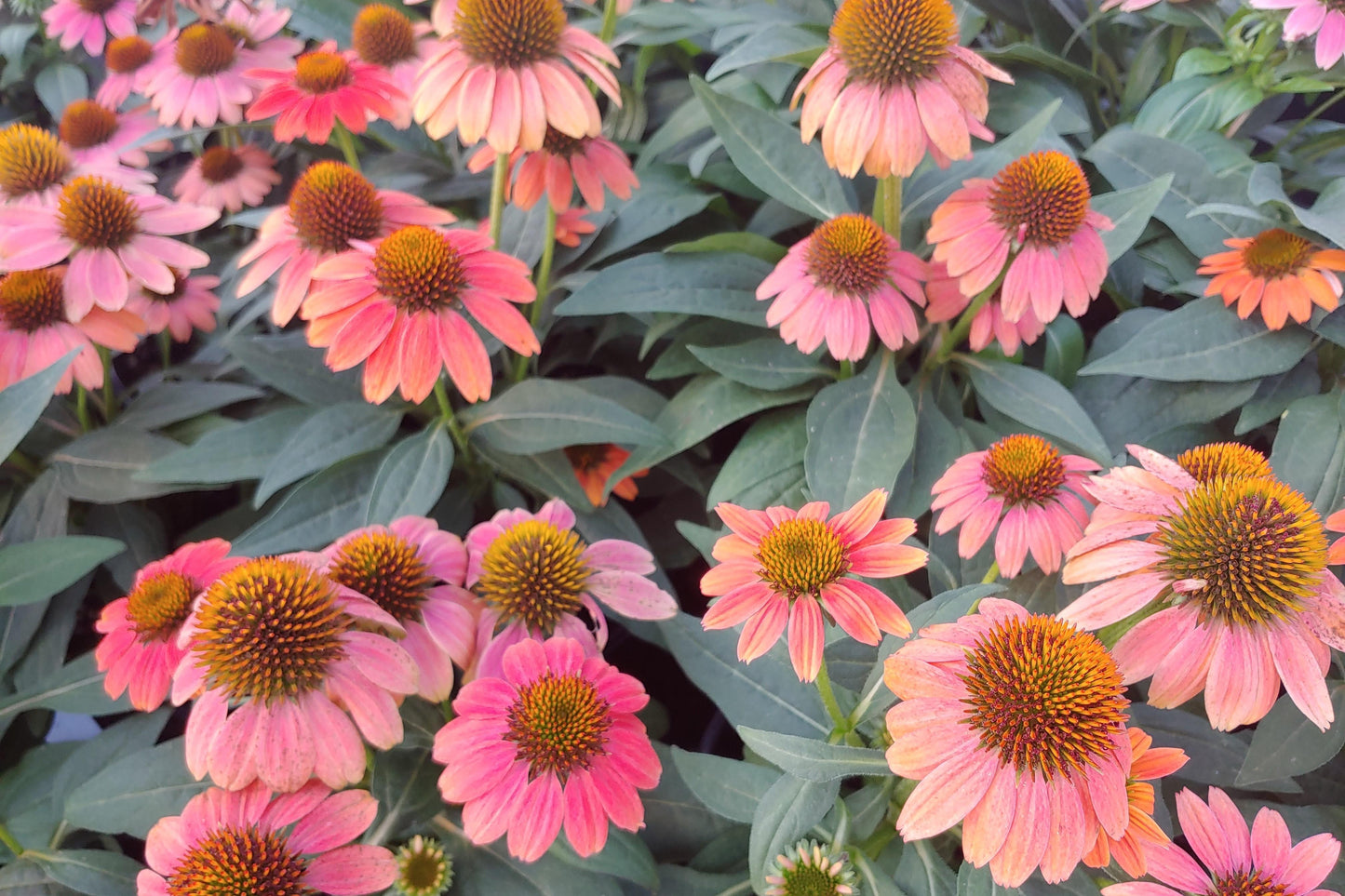 Echinacea X Purpurea Sombrero Poco Hot Coral - View 19 from www redcrocus com