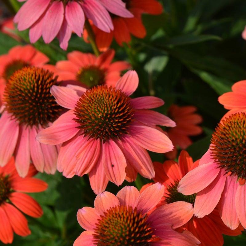 Echinacea X Purpurea Sombrero Poco Hot Coral - View 1 from www redcrocus com