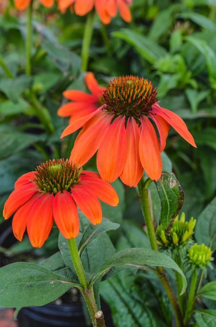 Echinacea X Purpurea Sombrero Poco Hot Coral - View 2 from www redcrocus com
