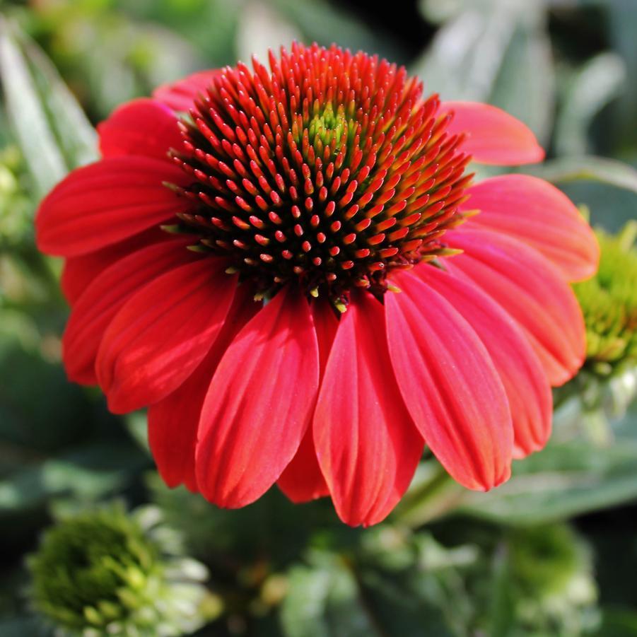 Echinacea X Purpurea Sombrero Poco Hot Coral - View 3 from www redcrocus com