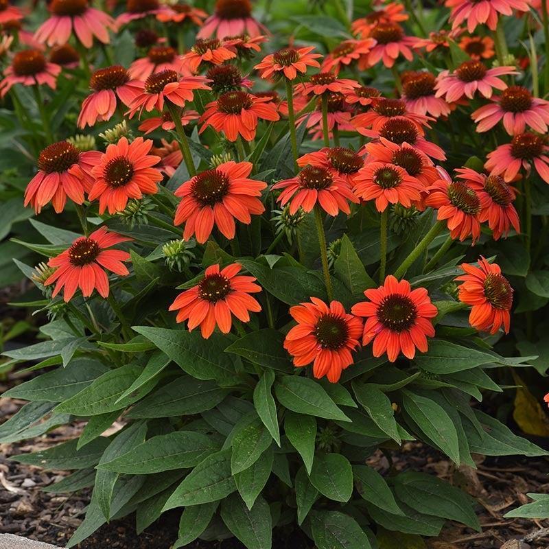 Echinacea X Purpurea Sombrero Poco Hot Coral - View 4 from www redcrocus com