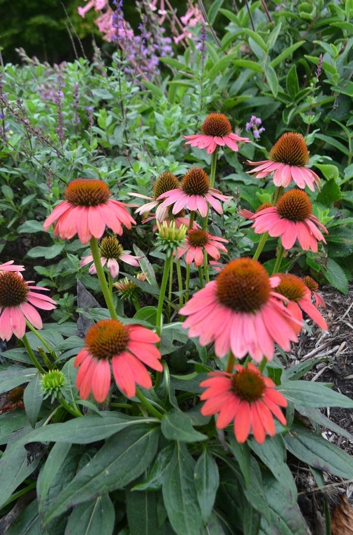 Echinacea X Purpurea Sombrero Poco Hot Coral - View 5 from www redcrocus com