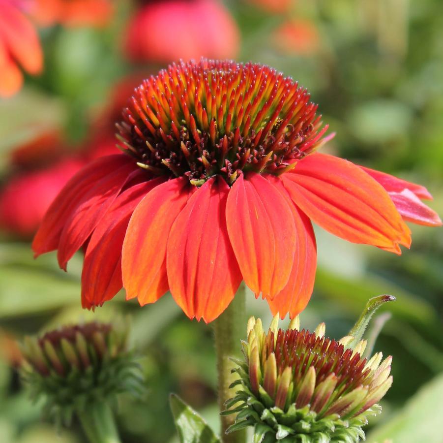 Echinacea X Purpurea Sombrero Poco Hot Coral - View 6 from www redcrocus com