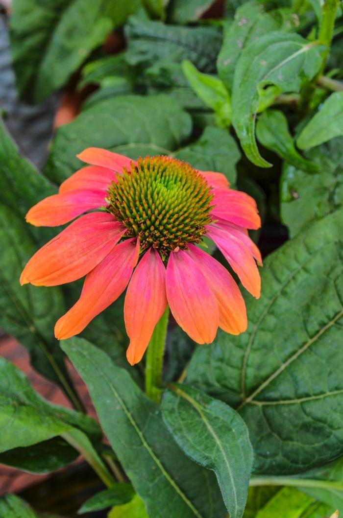 Echinacea X Purpurea Sombrero Poco Hot Coral - View 7 from www redcrocus com