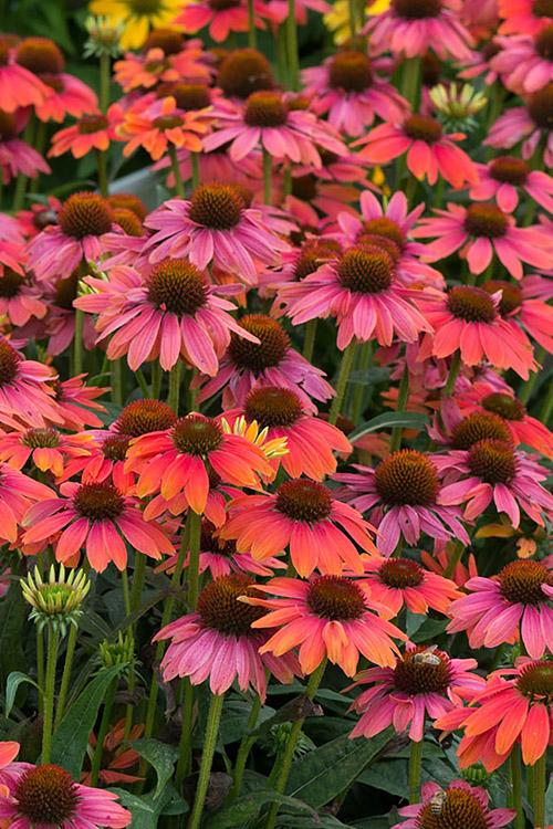 Echinacea X Purpurea Sombrero Poco Hot Coral - View 9 from www redcrocus com