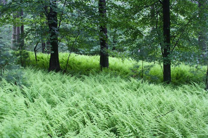 Fern, Dennstaedtia Punctilobula (hayscented) - View 10 from www redcrocus com