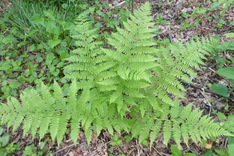 Fern, Dennstaedtia Punctilobula (hayscented) - View 11 from www redcrocus com