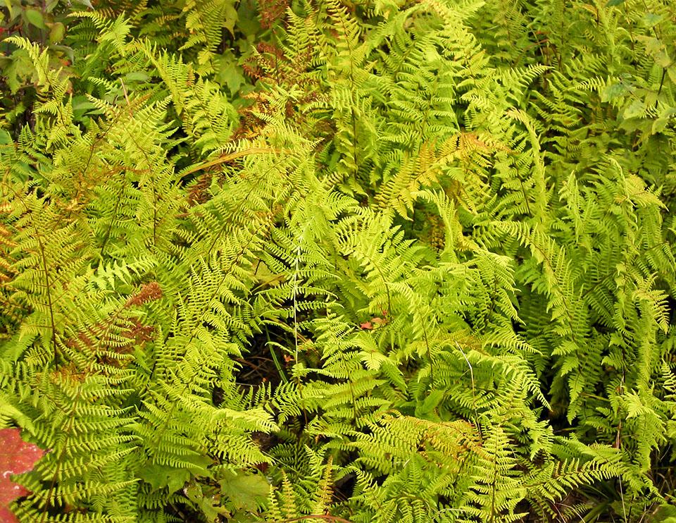 Fern, Dennstaedtia Punctilobula (hayscented) - View 12 from www redcrocus com