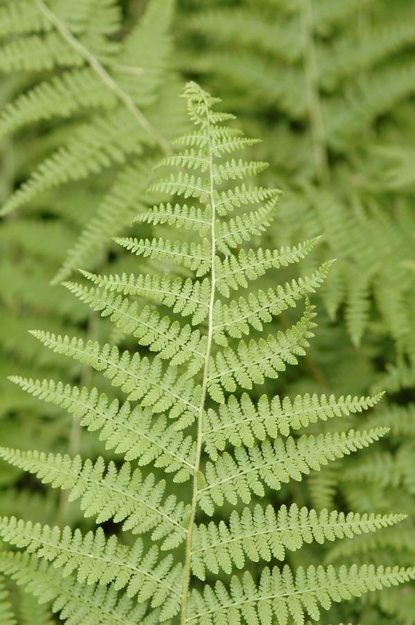 Fern, Dennstaedtia Punctilobula (hayscented) - View 13 from www redcrocus com