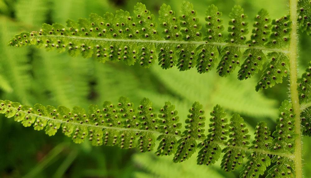 Fern, Dennstaedtia Punctilobula (hayscented) - View 14 from www redcrocus com