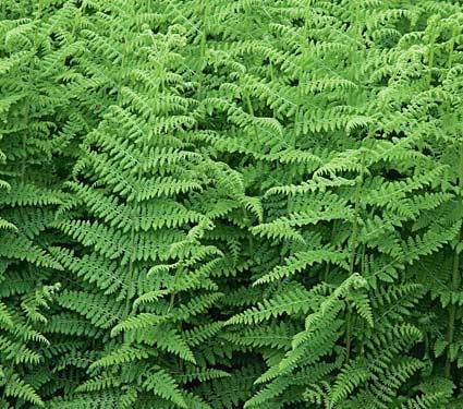 Fern, Dennstaedtia Punctilobula (hayscented) - View 15 from www redcrocus com