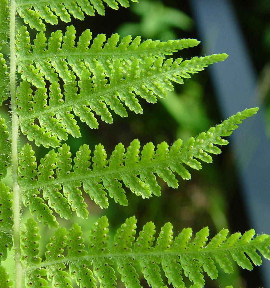 Fern, Dennstaedtia Punctilobula (hayscented) - View 5 from www redcrocus com