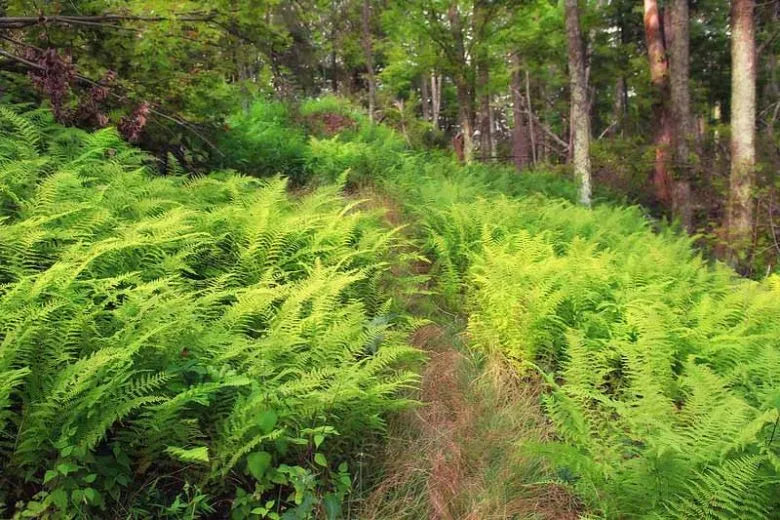 Fern, Dennstaedtia Punctilobula (hayscented) - View 6 from www redcrocus com
