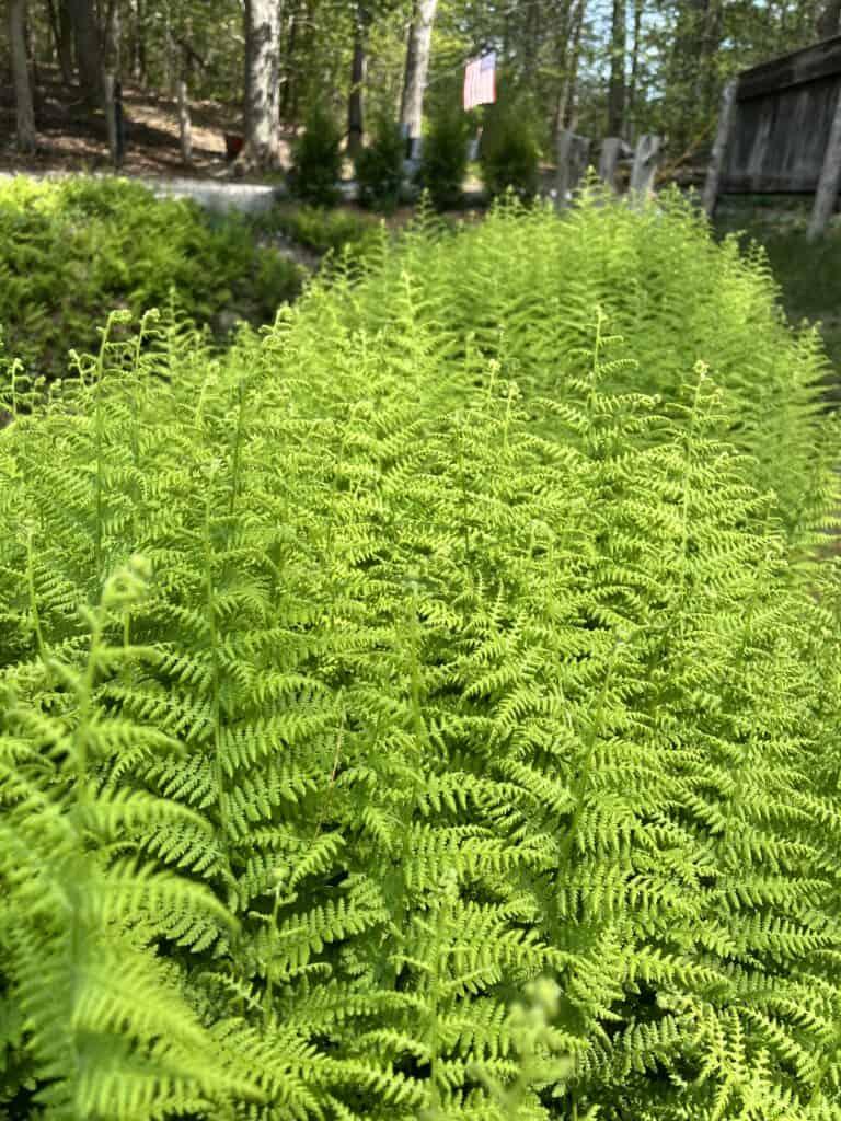 Fern, Dennstaedtia Punctilobula (hayscented) - View 7 from www redcrocus com