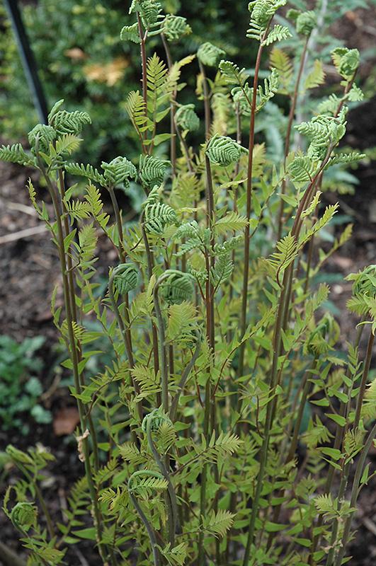 Fern, Dennstaedtia Punctilobula (hayscented) - View 9 from www redcrocus com