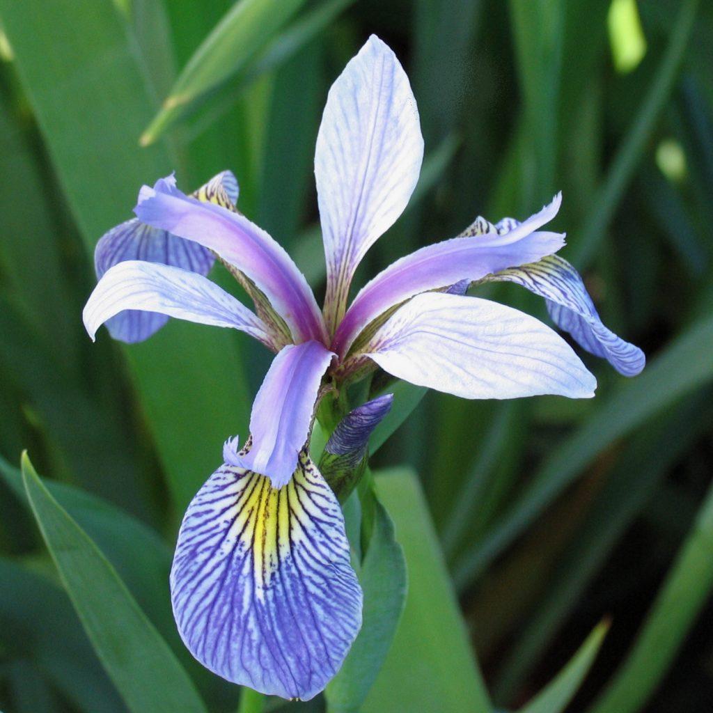 Iris Versicolor - View 18 from www redcrocus com