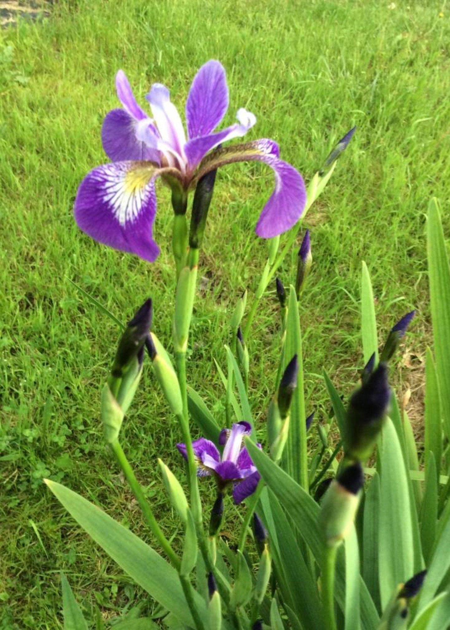 Iris Versicolor - View 8 from www redcrocus com
