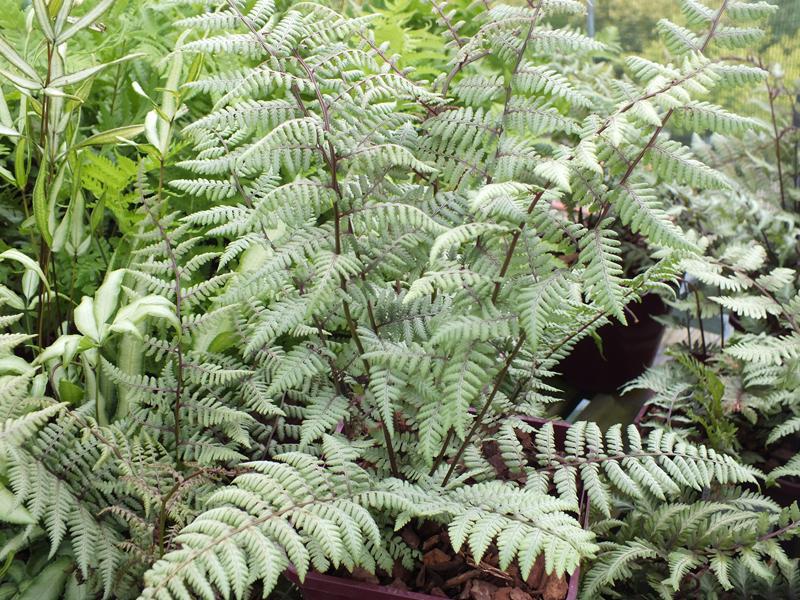 Fern Athyrium X Ghost - View 3 from www redcrocus com