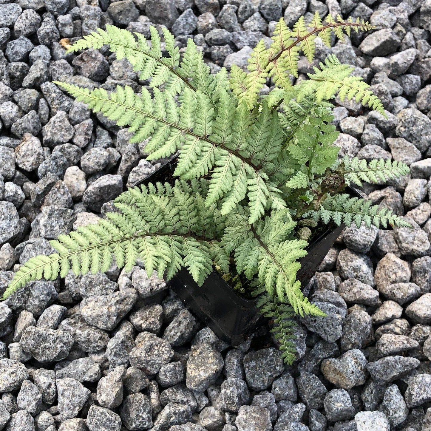 Fern Athyrium X Ghost - View 4 from www redcrocus com
