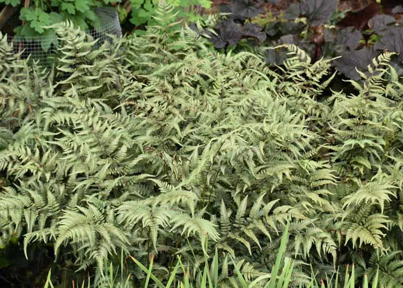 Fern Athyrium Niponicum Godzilla - View 3 from www redcrocus com
