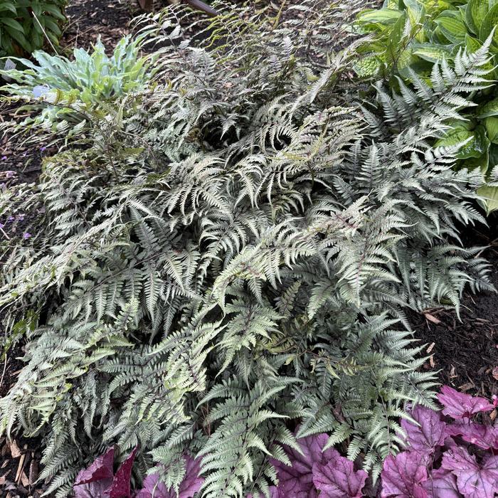 Fern Athyrium Niponicum Godzilla - View 6 from www redcrocus com