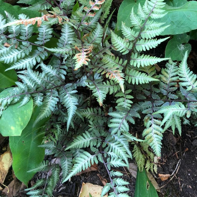 Fern Athyrium Niponicum Godzilla - View 7 from www redcrocus com