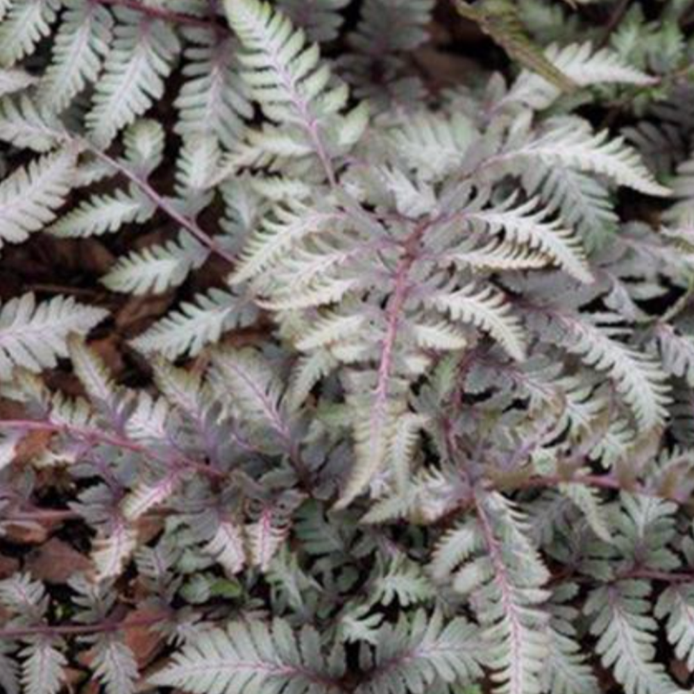 Fern Athyrium Niponicum Godzilla - View 8 from www redcrocus com