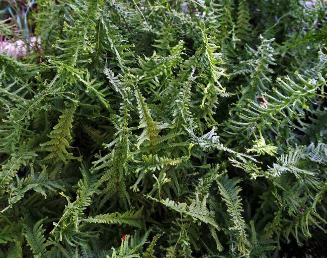 Fern Athyrium Filix Femina Victoriae - View 11 from www redcrocus com
