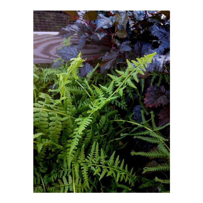Fern Athyrium Filix Femina Victoriae - View 13 from www redcrocus com