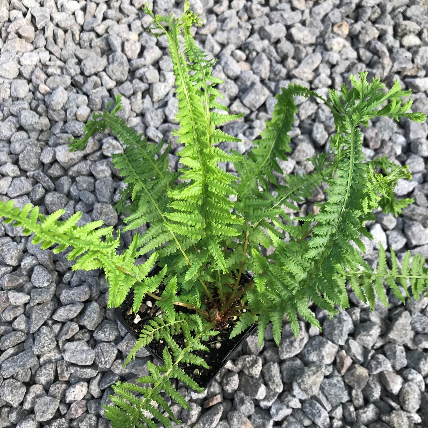 Fern Athyrium Filix Femina Victoriae - View 6 from www redcrocus com