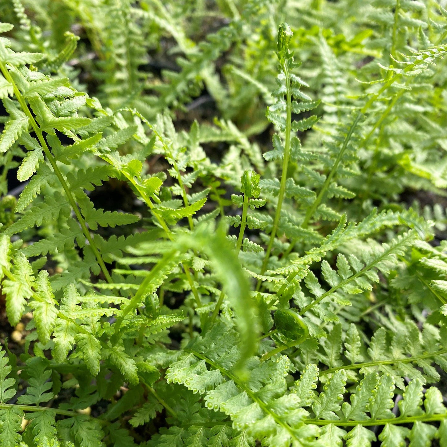 Fern Athyrium Filix Femina Victoriae - View 7 from www redcrocus com