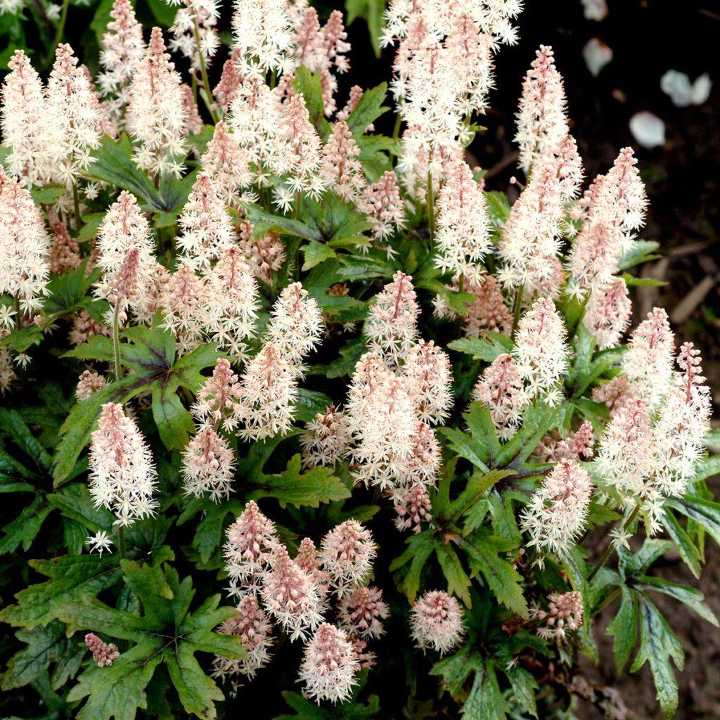 Tiarella X Pink Skyrocket - View 9 from www redcrocus com
