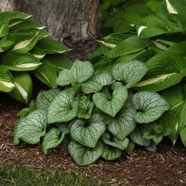 Brunnera Macro 'permafrost' - View 9 from www redcrocus com