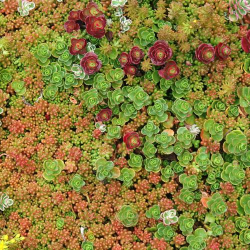 Sedum Assorted Tile - View 11 from www redcrocus com