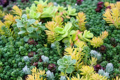 Sedum Assorted Tile - View 12 from www redcrocus com