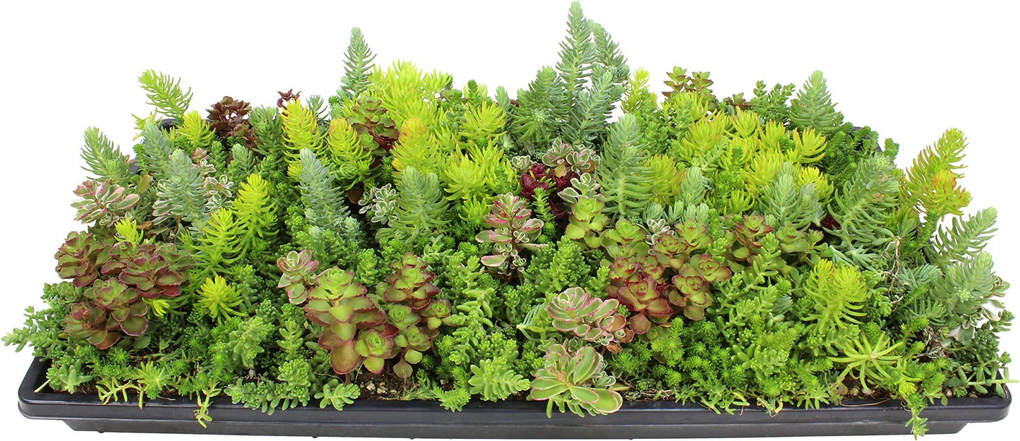 Sedum Assorted Tile - View 13 from www redcrocus com