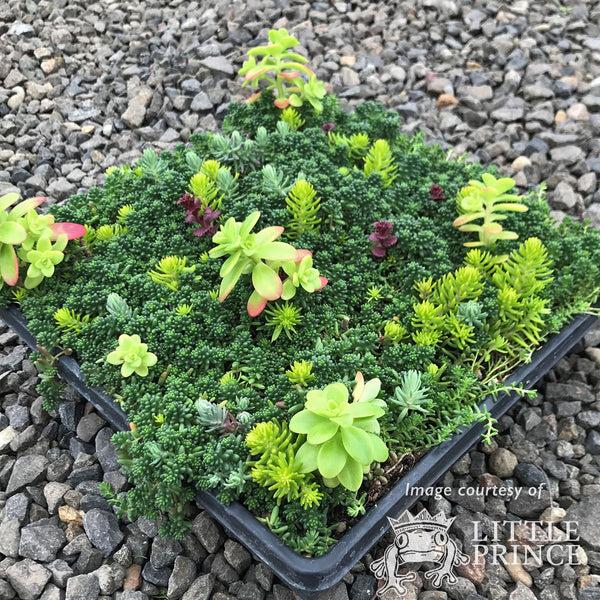 Sedum Assorted Tile - View 14 from www redcrocus com