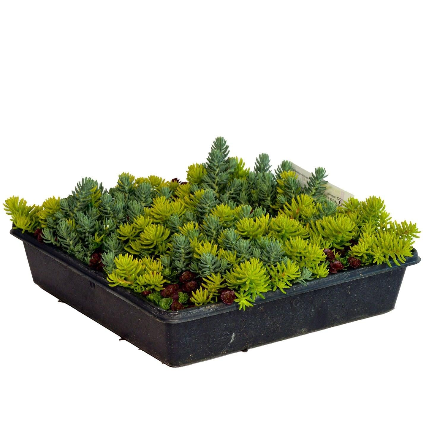 Sedum Assorted Tile - View 15 from www redcrocus com