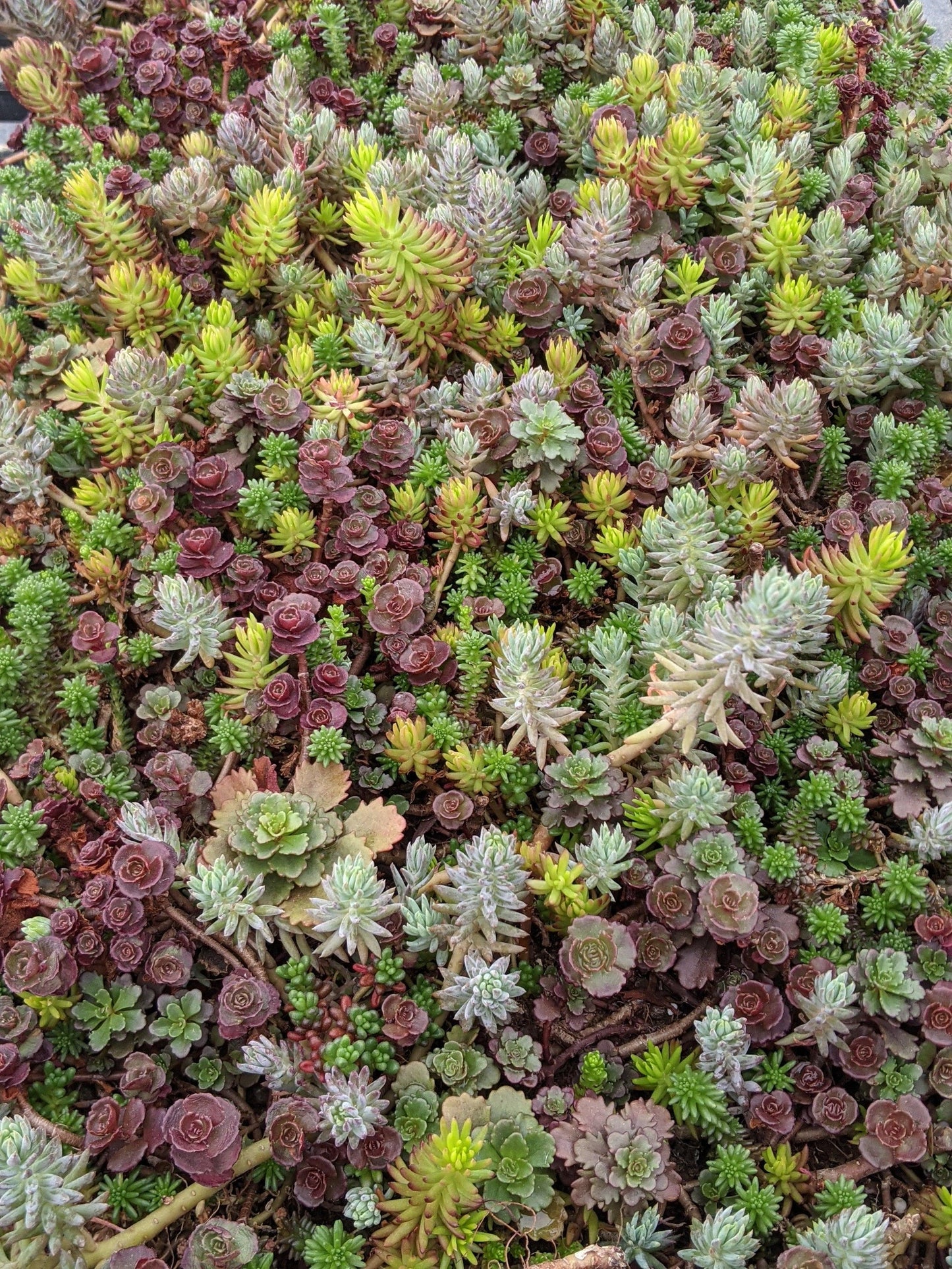 Sedum Assorted Tile - View 16 from www redcrocus com