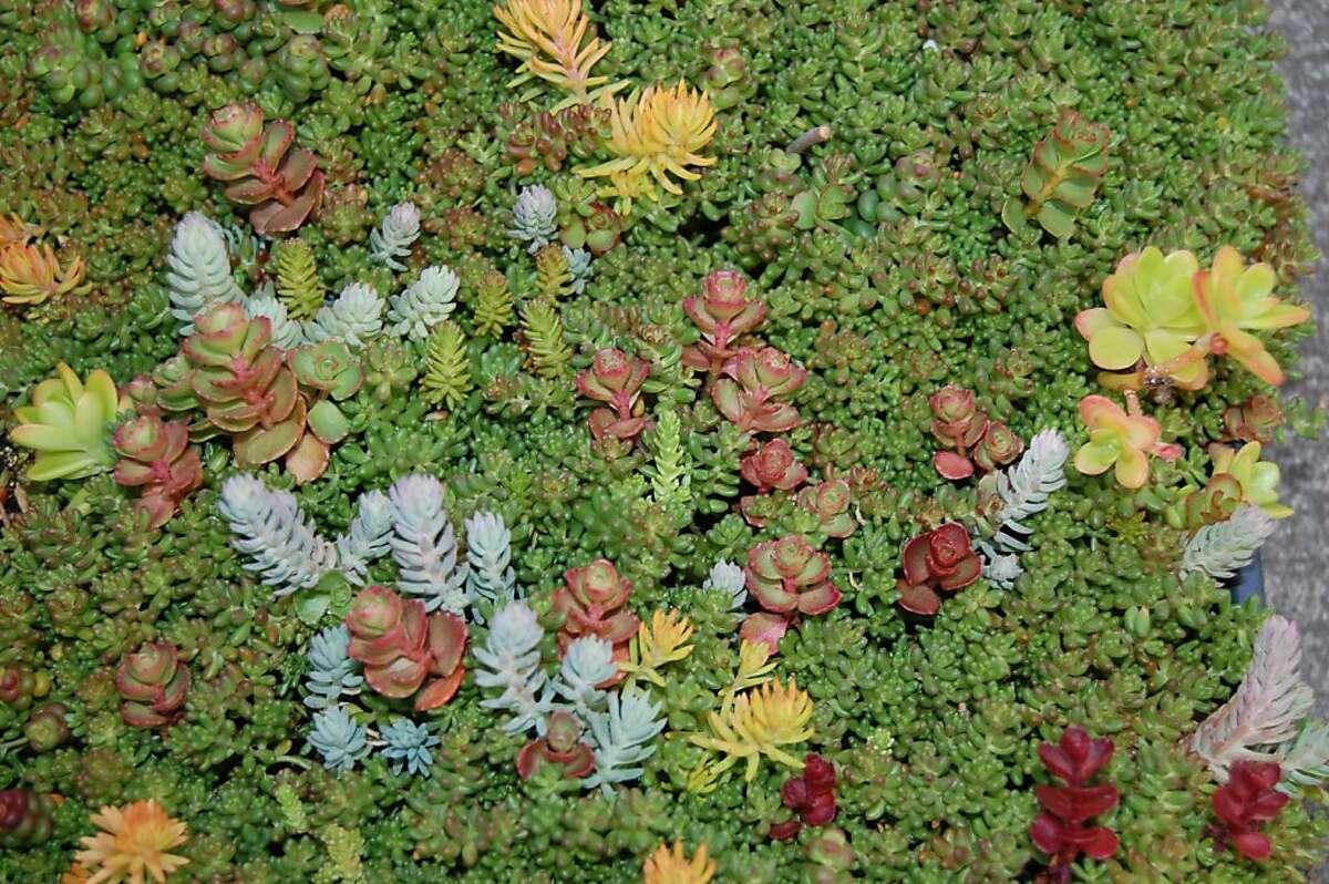 Sedum Assorted Tile - View 3 from www redcrocus com