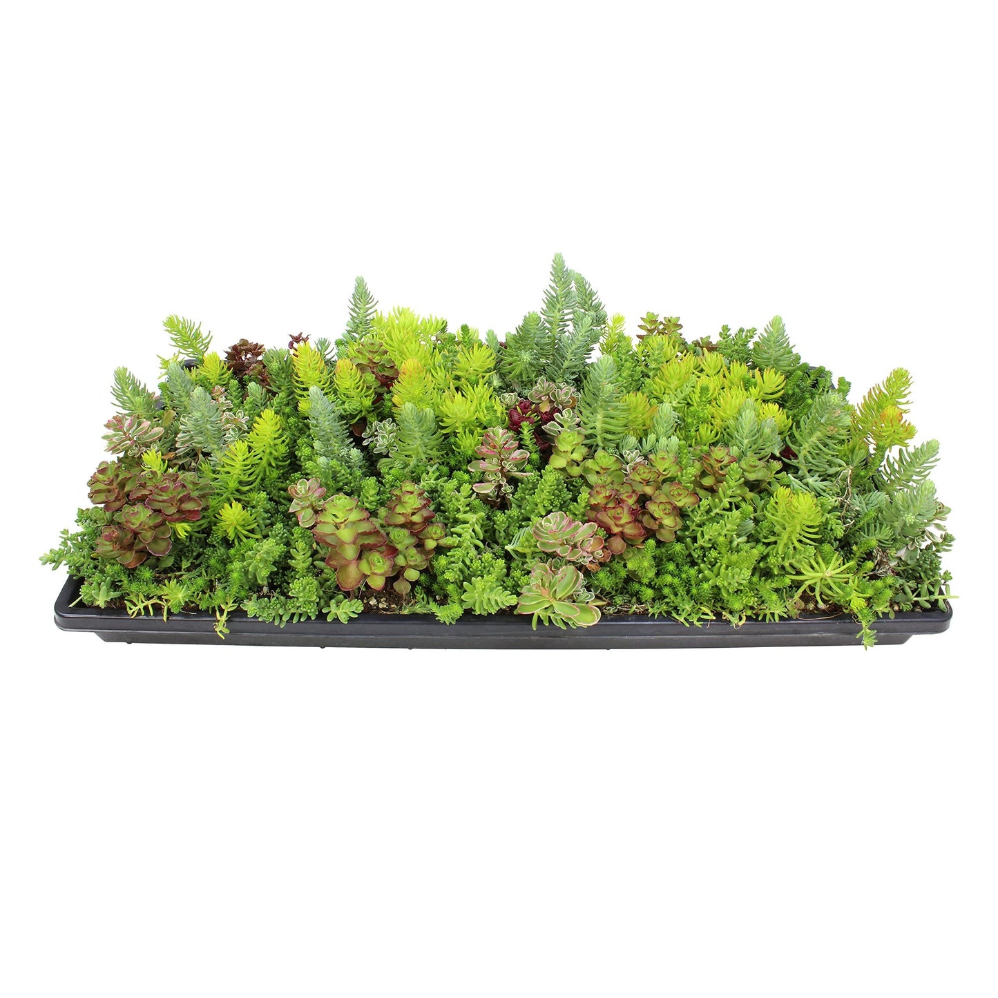 Sedum Assorted Tile - View 5 from www redcrocus com