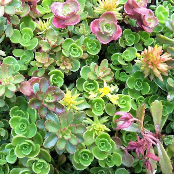 Sedum Assorted Tile - View 6 from www redcrocus com