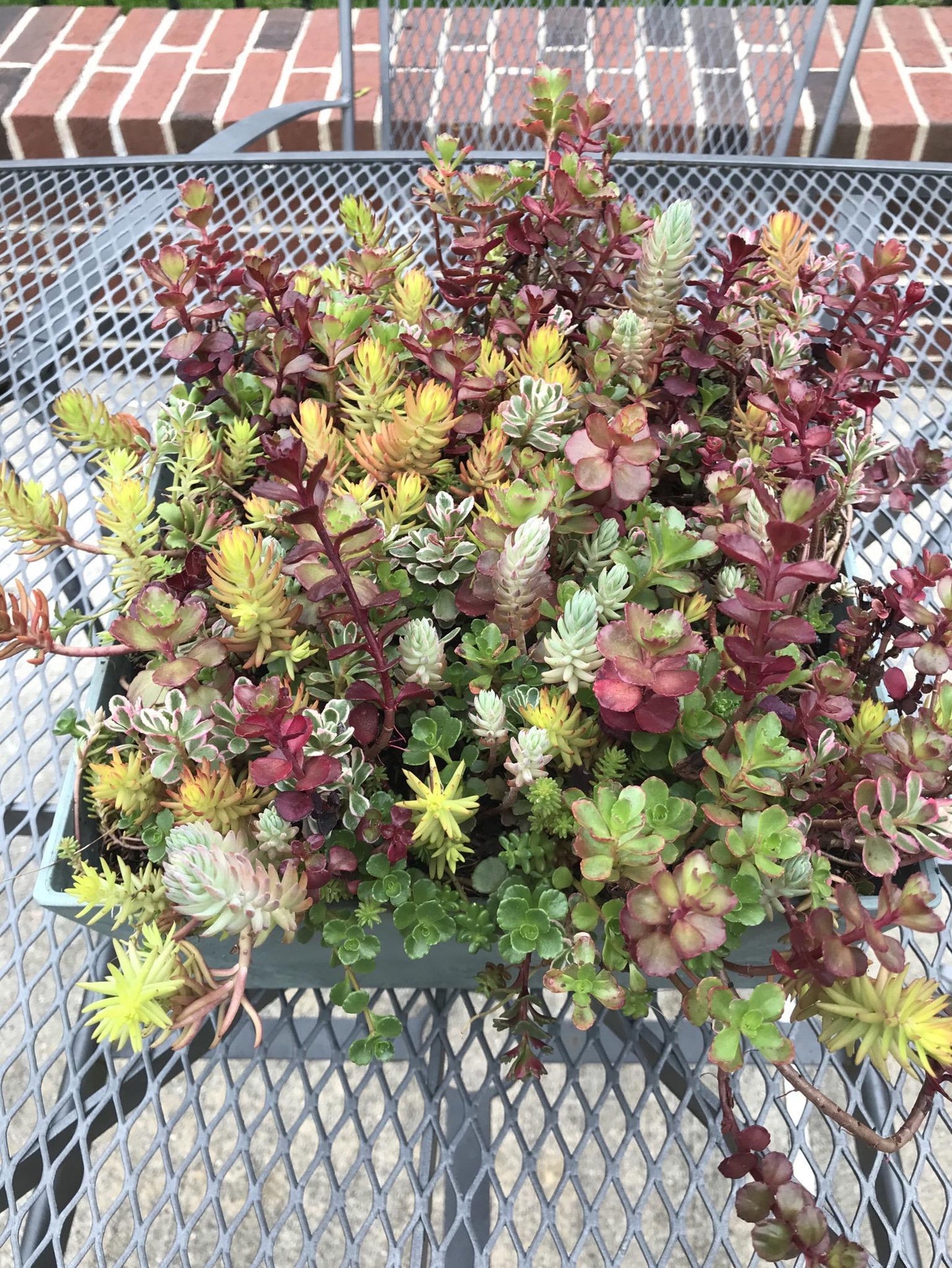 Sedum Assorted Tile - View 7 from www redcrocus com