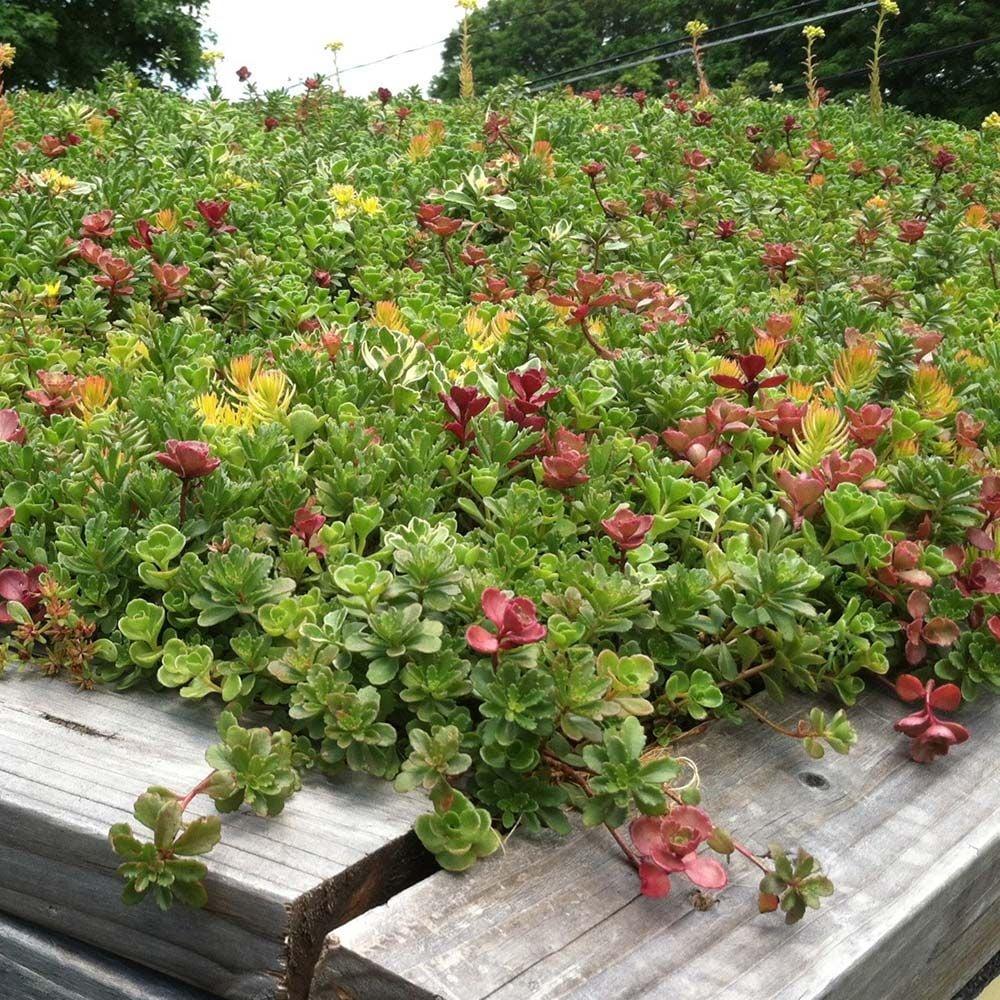 Sedum Assorted Tile - View 8 from www redcrocus com