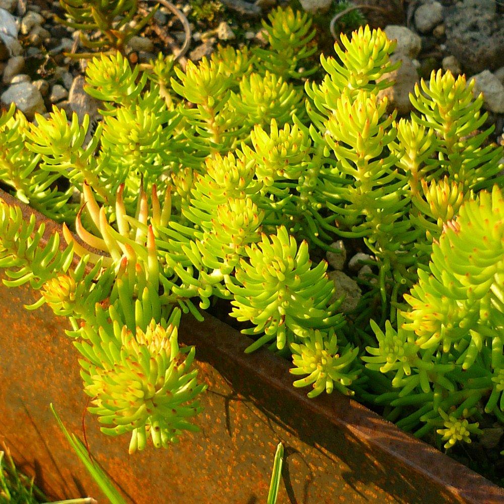 Sedum Assorted Tile - View 9 from www redcrocus com