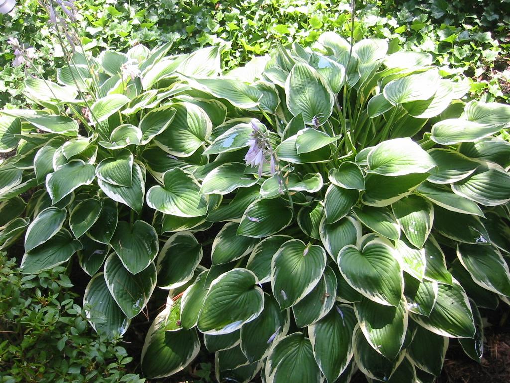 Hosta Fortunei Francee - View 15 from www redcrocus com