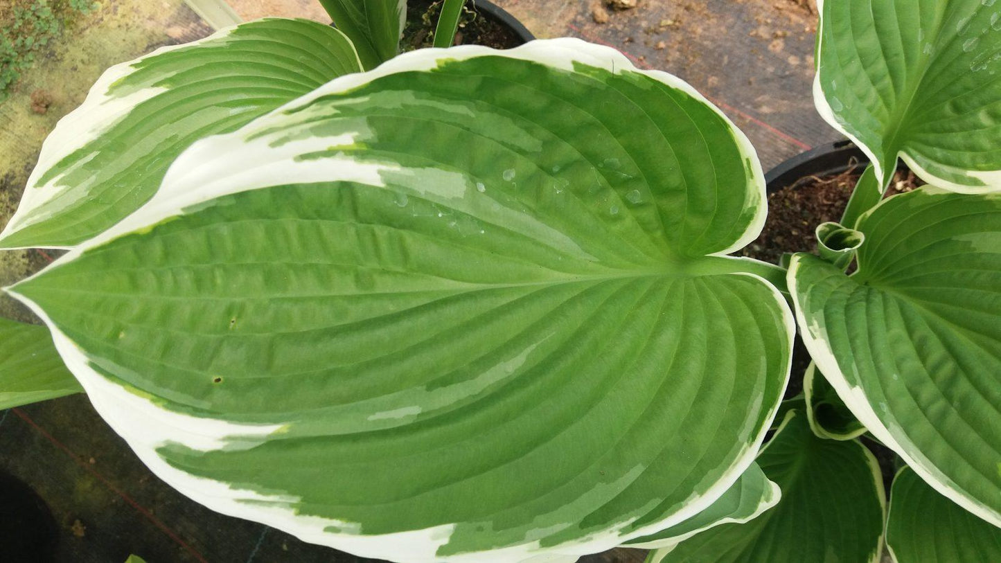 Hosta Fortunei Francee - View 16 from www redcrocus com